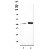 Western blot testing of 1) human HL60 and 2) mouse lung tissue lysate with SKAP2 antibody. Predicted molecular weight ~40 kDa.