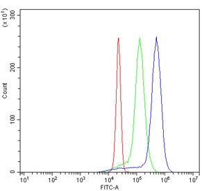 Flow cytometry testing of human U937 cells with SKAP2 antibody at 1ug/million cells (blocked with goat sera); Red=cells alone, Green=isotype control, Blue= SKAP2 antibody.~