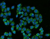 Immunofluorescent staining of FFPE human MCF7 cells with SREBP2 antibody (green) and DAPI nuclear stain (blue). HIER: steam section in pH6 citrate buffer for 20 min.