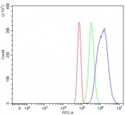 Flow cytometry testing of rat RH35 cells with SREBP2 antibody at 1ug/million cells (blocked with goat sera); Red=cells alone, Green=isotype control, Blue= SREBP2 antibody.