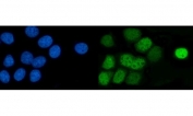 Immunofluorescent staining of FFPE human MCF7 cells with AP2 gamma antibody (green) and DAPI nuclear stain (blue). HIER: steam section in pH6 citrate buffer for 20 min.