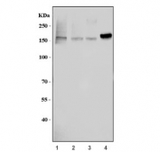Western blot testing of 1) human HeLa, 2) human MCF7, 3) monkey COS-7 and 4) rat PC-12 cell lysate with Zonula occludens protein 2 antibody. Expected molecular weight: 131-160 kDa.