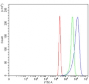 Flow cytometry testing of human K562 cells with TPI1 antibody at 1ug/million cells (blocked with goat sera); Red=cells alone, Green=isotype control, Blue= TPI1 antibody.