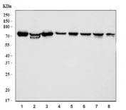 Western blot testing of 1) human K562, 2) human HL60, 3) human 293T, 4) human U-87 MG, 5) rat heart, 6) rat brain, 7) mouse heart and 8) mouse brain tissue lysate with HSP75 antibody. Expected molecular weight: 75-80 kDa.