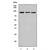 Western blot testing of 1) human HepG2, 2) human HeLa and 3) rat testis tissue lysate with CIP4 antibody. Expected molecular weight: 40-85 kDa (multiple isoforms).
