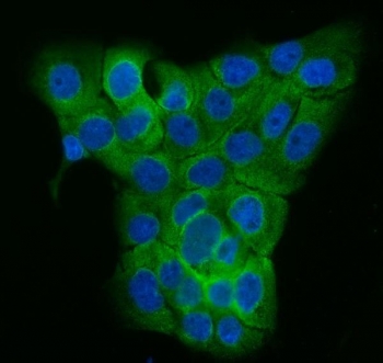 Immunofluorescent staining of FFPE human A431 cells with TUBGCP2 antibody (green) and DAPI nuclear stain (blue). HIER: steam section in pH6 citrate buffer for 20 min.~