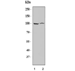 Western blot testing of human 1) 293T and 2) U-87 MG cell lysate with TUBGCP2 a