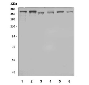 Western blot testing of 1) human HeLa, 2) human 293T, 3) human HepG2, 4) ra