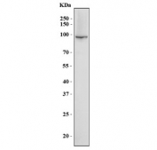 Western blot testing of human Jurkat cell lysate with VAV3 antibody. Predicted molecular weight: ~97 kDa (isoform alpha), ~87 kDa (isoform beta).
