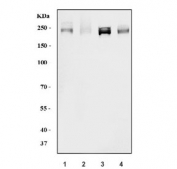 Western blot testing of human 1) PC-3, 2) SK-O-V3, 3) K562 and 4) HEL cell lysate with KIAA1429 antibody. Predicted molecular weight ~202 kDa.