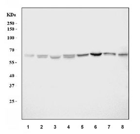 Western blot testing of 1) human A549, 2) human HeLa, 3) human HepG2, 4) human Raji, 5) rat brain, 6) rat PC-12, 7) mouse brain and 8) mouse RAW264.7 cell lysate with AKT1/2/3 antibody. Predicted molecular weight: ~56 kDa.