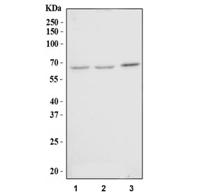 Western blot testing of human 1) 293T, 2) SiHa and 3) SH-SY5Y cell lysate with Atlastin-1 antibody. Predicted molecular weight ~64 kDa.