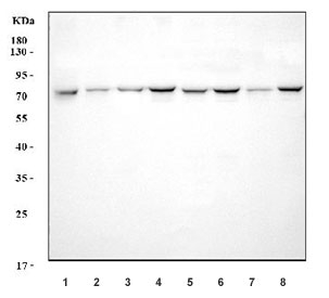 Western blot testing of human 1) U-87 MG, 2) A431, 3) RT4, 4) SiHa, 5) Caco-2, 6) K562, 7) HEL and 8) HeLa cell lysate with ATP6V1A antibody. Predicted molecular weight ~68 kDa.