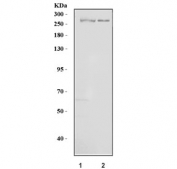 Western blot testing of human 1) HeLa and 2) Daudi cell lysate with FRP-1 antibody. Predicted molecular weight ~301 kDa.