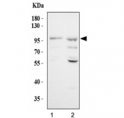 Western blot testing of human 1) PC-3 and 2) HepG2 cell lysate with BRCA1-Associated Protein 1 antibody. Expected molecular weight: 80-100 kDa.