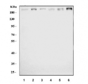 Flow cytometry testing of human U-2 OS cells with Bromodomain-containing protein 4 antibody at 1ug/million cells (blocked with goat sera); Red=cells alone, Green=isotype control, Blue= Bromodomain-containing protein 4 antibody.