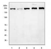 Flow cytometry testing of rat C6 cells with Bromodomain-containing protein 4 antibody at 1ug/million cells (blocked with goat sera); Red=cells alone, Green=isotype control, Blue= Bromodomain-containing protein 4 antibody.