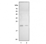 Western blot testing of 1) rat testis and 2) mouse testis tissue lysate with Camp antibody. Predicted molecular weight ~20 kDa.