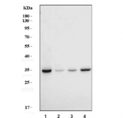 Western blot testing of human 1) Jurkat, 2) HeLa, 3) 293T and 4) HepG2 cell lysate with Caspase-3 antibody. Predicted molecular weight: ~32 kDa (pro form), ~17 kDa (p17 subunit).