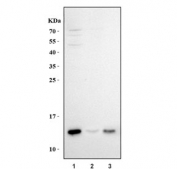 Western blot testing of 1) rat thymus, 2) mouse spleen and 3) mouse ANA-1 cell lysate with Ccl21 antibody. Predicted molecular weight ~15 kDa.