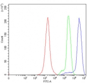 Flow cytometry testing of human JK-1 cells with CD9 antibody at 1ug/million cells (blocked with goat sera); Red=cells alone, Green=isotype control, Blue= CD9 antibody.