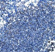 IHC staining of FFPE rat lymph node tissue with Cd27 antibody. HIER: boil tissue sections in pH8 EDTA for 20 min and allow to cool before testing.