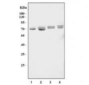 Western blot testing of 1) human Daudi, 2) human K562, 3) mouse RAW264.7 and 4) mouse ANA-1 cell lysate with CD80 antibody. Expected molecular weight: 34-75 kDa depending on the level of glycosylation.