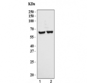 Western blot testing of human 1) Raji and 2) Daudi cell lysate with CD86 antibody. Predicted molecular weight ~38 kDa (unmodified), 45-70 kDa (glycosylated).