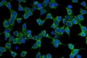Immunofluorescent staining of FFPE human MCF7 cells with CD86 antibody (green) and DAPI nuclear stain (blue). HIER: steam section in pH6 citrate buffer for 20 min.