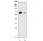 Western blot testing of 1) rat lung and 2) mouse lung tissue lysate with Cd86 antibody. Predicted molecular weight ~38 kDa (unmodified), 45-70 kDa (glycosylated).
