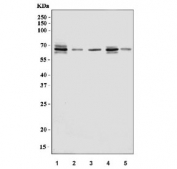 Western blot testing of 1) human Jurkat, 2) human HT1080, 3) human A549, 4) human HEL and 5) mouse thymus tissue lysate with DNAM-1 antibody. Expected molecular weight: 35-70 kDa depending on glycosylation level.
