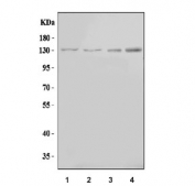 Western blot testing of 1) human HeLa, 2) human 293T, 3) rat L6 and 4) mouse C2C12 cell lysate with M Cadherin antibody. Expected molecular weight: 89-130 kDa depending on the degree of glycosylation.