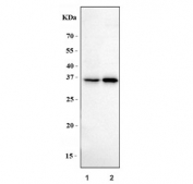Western blot testing of human 1) HeLa and 2) HACAT cell lysate with Claudin 18 antibody. Predicted molecular weight ~30 kDa.