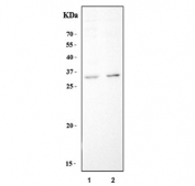 Western blot testing of mouse 1) spleen and 2) thymus tissue lysate with Dectin 1 antibody. Expected molecular weight: 27-45 kDa depending on degree of glycosylation.