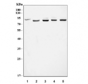 Western blot testing of 1) human HeLa, 2) rat brain, 3) rat kidney, 4) mouse brain and 5) mouse kidney tissue lysate with CPEB4 antibody. Expected molecular weight: 80-90 kDa.