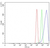 Flow cytometry testing of human PC-3 cells with CPEB4 antibody at 1ug/million cells (blocked with goat sera); Red=cells alone, Green=isotype control, Blue= CPEB4 antibody.