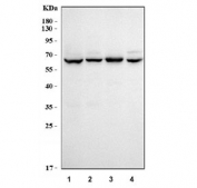 Western blot testing of human 1) Caco-2, 2) COLO-320, 3) SW620 and 4) AGS cell lysate with Carboxypeptidase O antibody. Predicted molecular weight ~42 kDa but may be observed at higher molecular weights due to glycosylation.