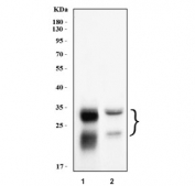 Western blot testing of human 1) U-87 MG and 2) HepG2 cell lysate with CTSB antibody.  Molecular weight: 38-46 kDa depending on glycosylation level. An ~31 kDa form (propeptide removed) may be observed and may be further processed into an ~25 kDa heavy chain and ~5 kDa light chain.