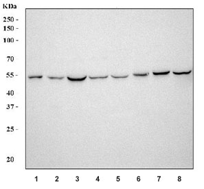 Western blot testing of 1) rat testis, 2) rat ovary, 3) rat brain, 4) rat C6, 5) mouse testis, 6) mouse ovary, 7) mouse brain and 8) mouse NIH 3T3 cell lysate with Aromatase antibody. Predicted molecular weight ~58 kDa.~