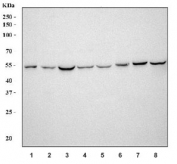 Western blot testing of 1) rat testis, 2) rat ovary, 3) rat brain, 4) rat C6, 5) mouse testis, 6) mouse ovary, 7) mouse brain and 8) mouse NIH 3T3 cell lysate with Aromatase antibody. Predicted molecular weight ~58 kDa.