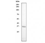 Western blot testing of human HeLa cell lysate with DMC1 antibody. Predicted molecular weight ~38 kDa.