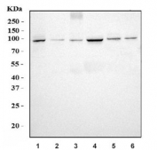 Western blot testing of 1) human HeLa, 2) human Jurkat, 3) monkey COS-7, 4) human K562, 5) rat liver and 6) mouse liver tissue lysate with DNMT3b antibody. Predicted molecular weight: 95 kDa.