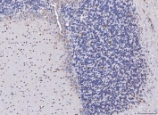 IHC staining of FFPE rat cerebellum tissue with Fibroblast Growth Factor 2 antibody. HIER: boil tissue sections in pH8 EDTA for 20 min and allow to cool before testing.