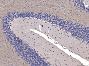 IHC staining of FFPE mouse cerebellum tissue with Fibroblast Growth Factor 2 antibody. HIER: boil tissue sections in pH8 EDTA for 20 min and allow to cool before testing.