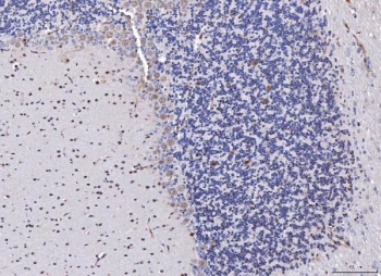 IHC staining of FFPE rat cerebellum tissue with Fibroblast Growth Factor 2 antibody. HIER: boil tissue sections in pH8 EDTA for 20 min and allow to cool before testing.