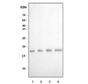 Western blot testing of human 1) K562, 2) U-87 MG, 3) SK-O-V3 and 4) HeLa cell lysate with Fibroblast Growth Factor 2 antibody. Predicted molecular weight: 17-31 kDa (multiple isoforms).