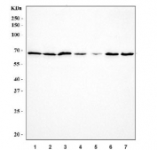 Western blot testing of human 1) Jurkat, 2) 293T, 3) A549, 4) MDA-MB-453, 5) U-87 MG, 6) Caco-2 and 7) Raji cell lysate with G3BP1 antibody. Predicted molecular weight ~52 kDa but routinley observed at up to ~68 kDa.