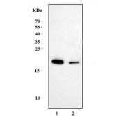 Western blot testing of 1) human Caco-2 and 2) rat stomach tissue lysate with GAST antibody. Predicted molecular weight ~11 kDa.