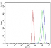 Flow cytometry testing of human U-251 cells with GJB2 antibody at 1ug/million cells (blocked with goat sera); Red=cells alone, Green=isotype control, Blue= GJB2 antibody.