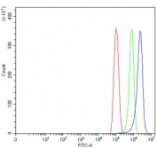 Flow cytometry testing of human PC-3 cells with GJB2 antibody at 1ug/million cells (blocked with goat sera); Red=cells alone, Green=isotype control, Blue= GJB2 antibody.